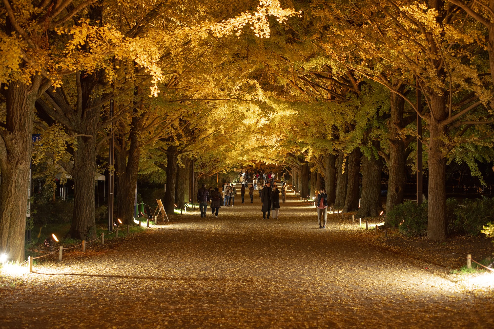 日本景點 東京國營昭和紀念公園 Tokyo Showa Kinen Park Photosha