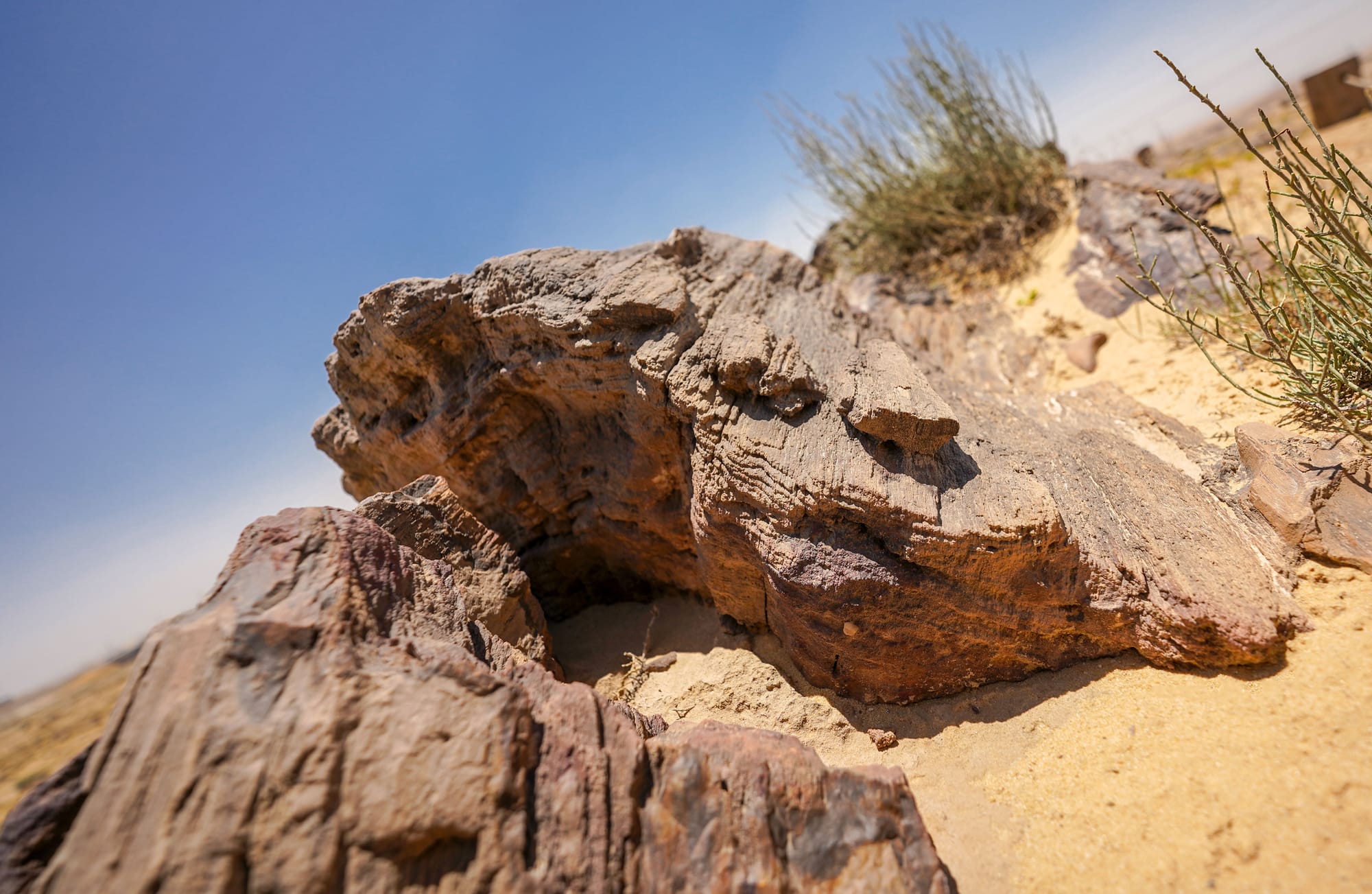 petrified remains fossils