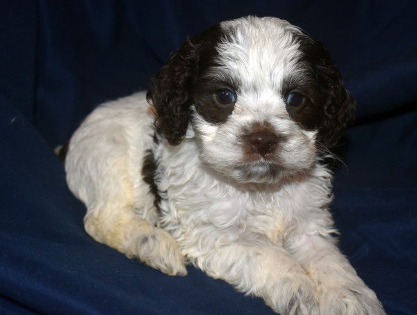 Cockapoo Breeder & Puppies For Sale | Attala County Cockapoos