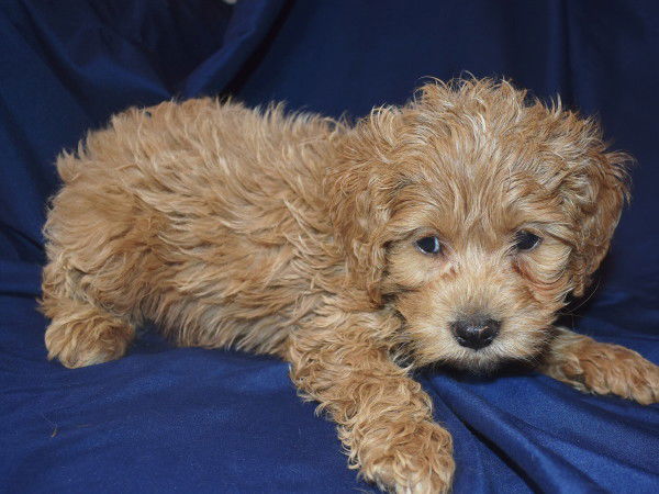 Cockapoo Breeder & Puppies For Sale | Attala County Cockapoos