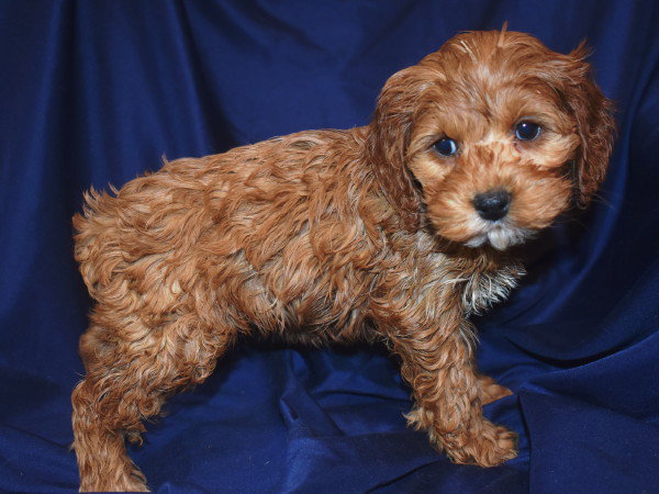 Cockapoo Breeder & Puppies For Sale | Attala County Cockapoos