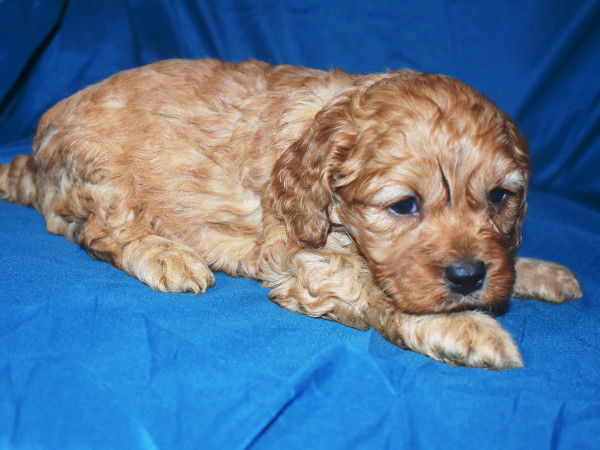 Cockapoo Breeder & Puppies For Sale | Attala County Cockapoos