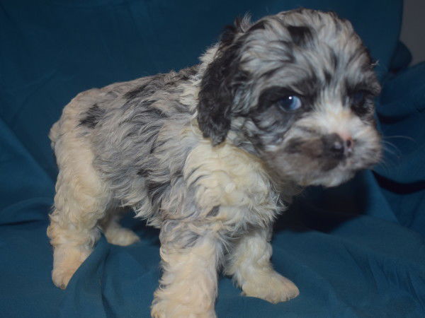 Merle cockapoo clearance for sale