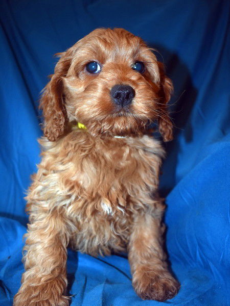 Cockapoo Breeder & Puppies For Sale | Attala County Cockapoos