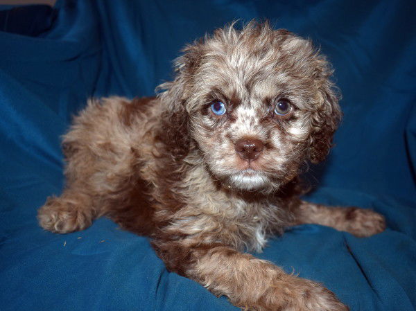 Cockapoo with blue eyes best sale for sale