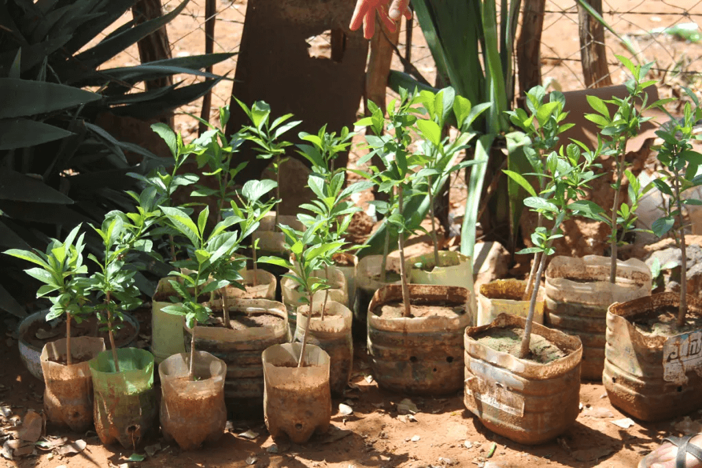 BG3-Growing-baobab-seedlings