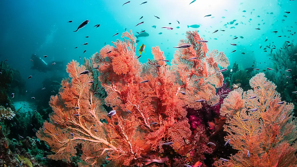 coral reef with red coral and fish