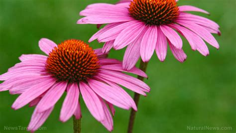 Echinacea - sources, health benefits, nutrients, uses and ...