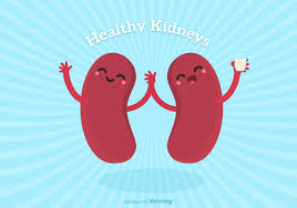 Vector Cute Cartoon Healthy Human Kidney Characters 151673 Vector Art at Vecteezy