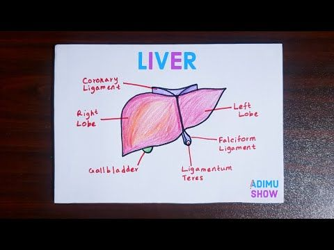 How To Draw Human Liver - YouTube | Draw diagram, Human liver, Human drawing