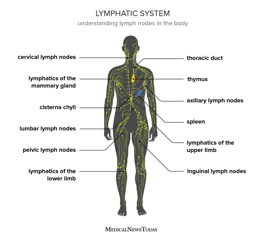 Lymphatic system: Definition, anatomy, function, and diseases