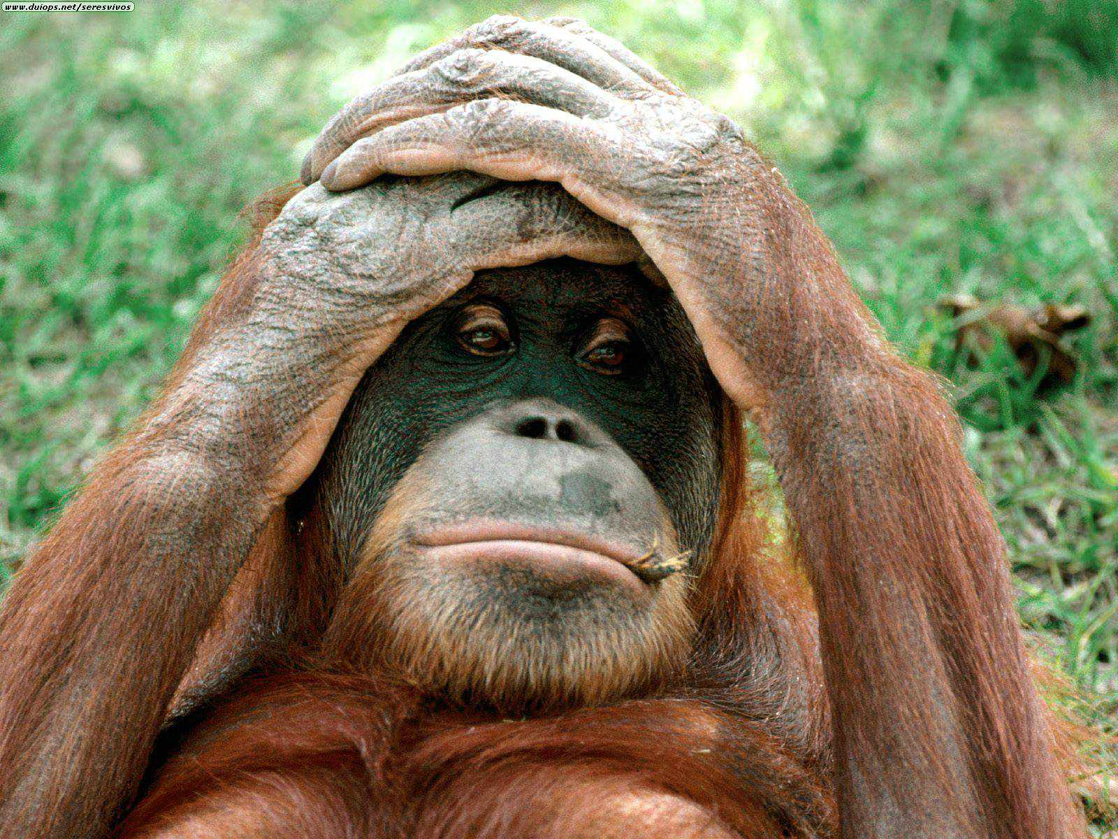 Monkeys - Orangutans hands on head | END Trophy Hunting NOW
