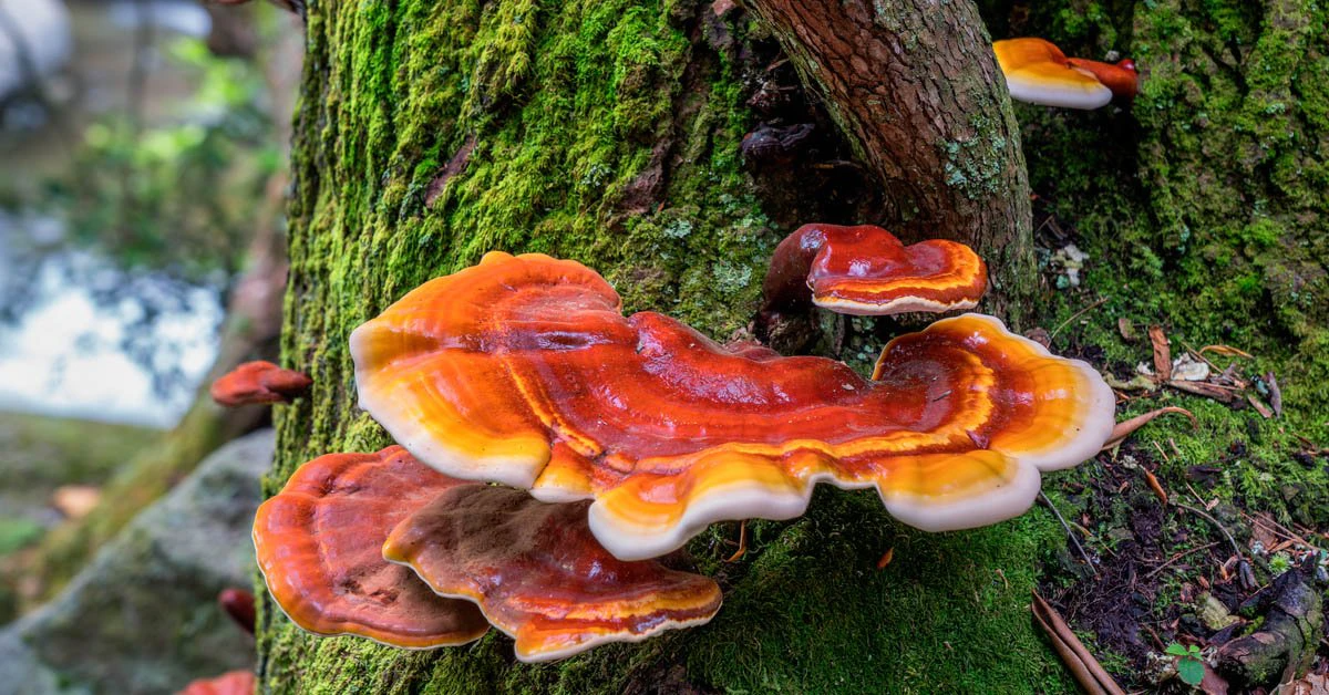 Reishi Mushroom: Benefits, Uses, and Recipes | Goodnature