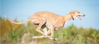 How Fast Can Dogs Run? - PetPlace
