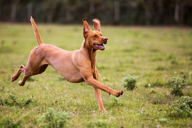 The Top 10 Fastest Dog Breeds in the World