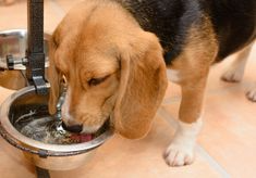 It’s Pet Hydration Awareness Month! How Much Water Should Your Dog Drink?