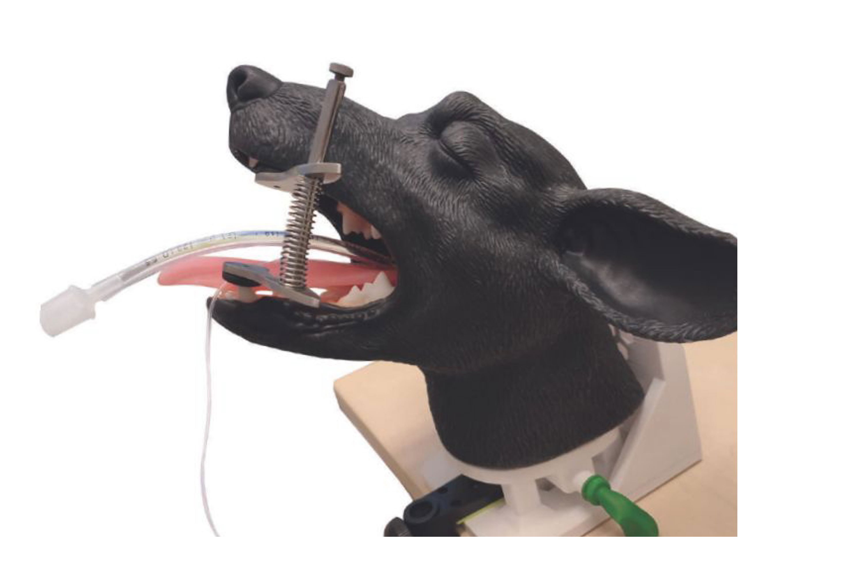 LEZ-71 イヌの気管挿管トレーニング模型 - ラスターテック 獣医学向け