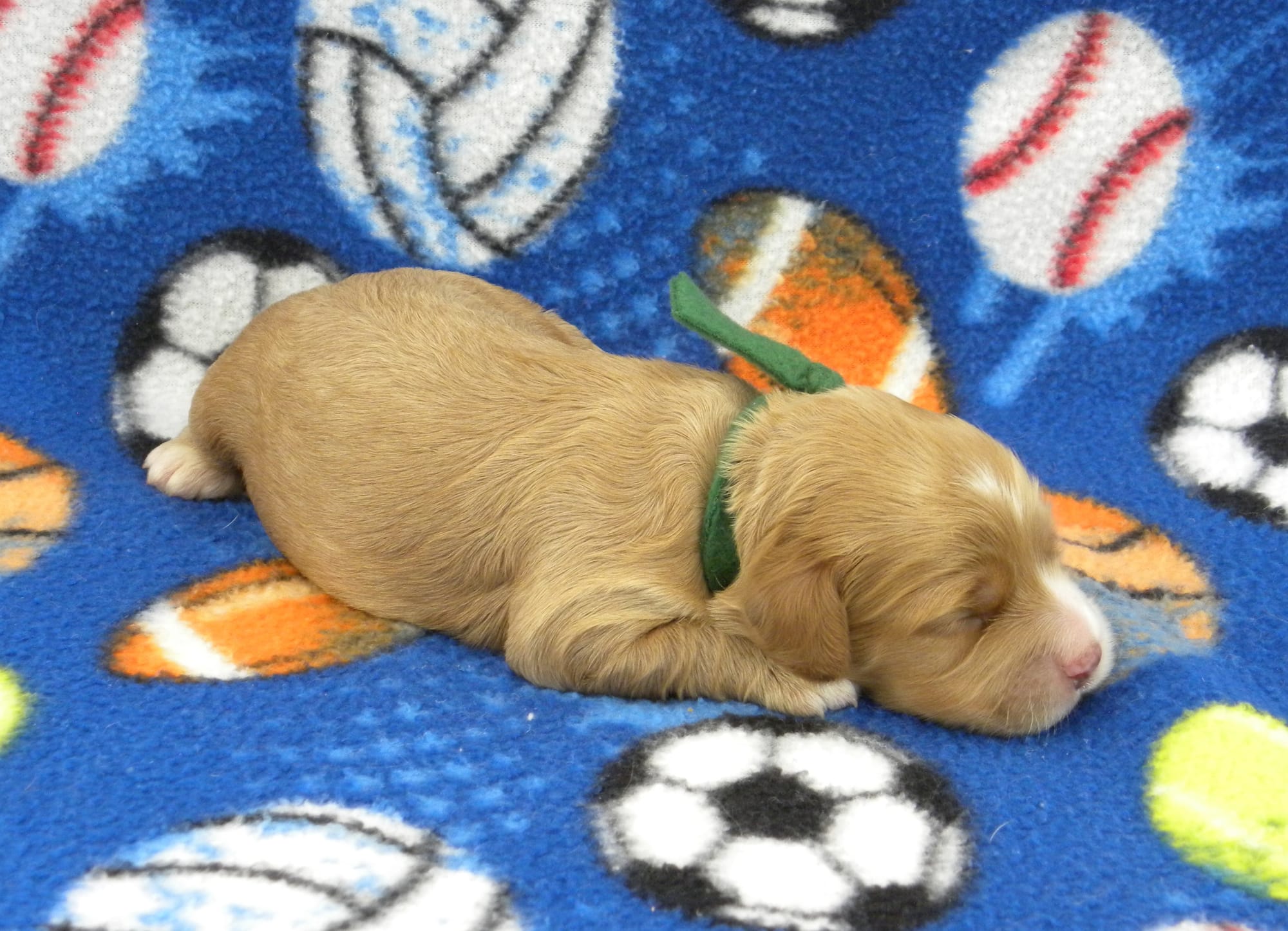 LITTER ANNOUNCEMENTS - Florida Cockapoos