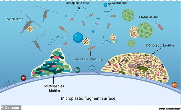 يُظهر الرسم التفاعلات المحتملة بين الميكروب واللدائن الدقيقة التي تحدث على سطح البلاستيك.  تتكون الأغشية الحيوية الأكبر حجمًا على البلاستيك مقارنة بالجزيئات الطبيعية مثل العوالق الحيوانية.  تتناسب الأسطح الملساء والكبيرة نسبيًا من البلاستيك على المستوى المجهري مع المجتمعات المسببة للأمراض
