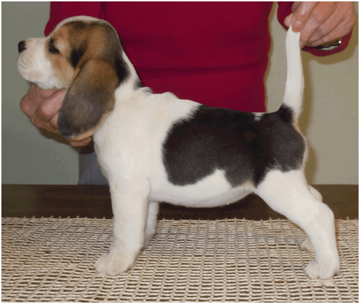 Broken rabbit hot sale beagles for sale