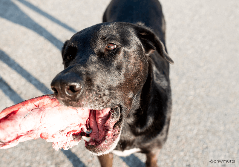dog-eating-raw-bone-pnwmutts