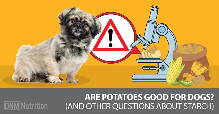 Dog sitting next to microscope and potatoes