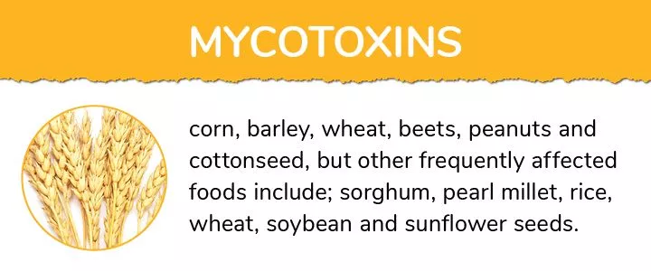 mycotoxins in grains