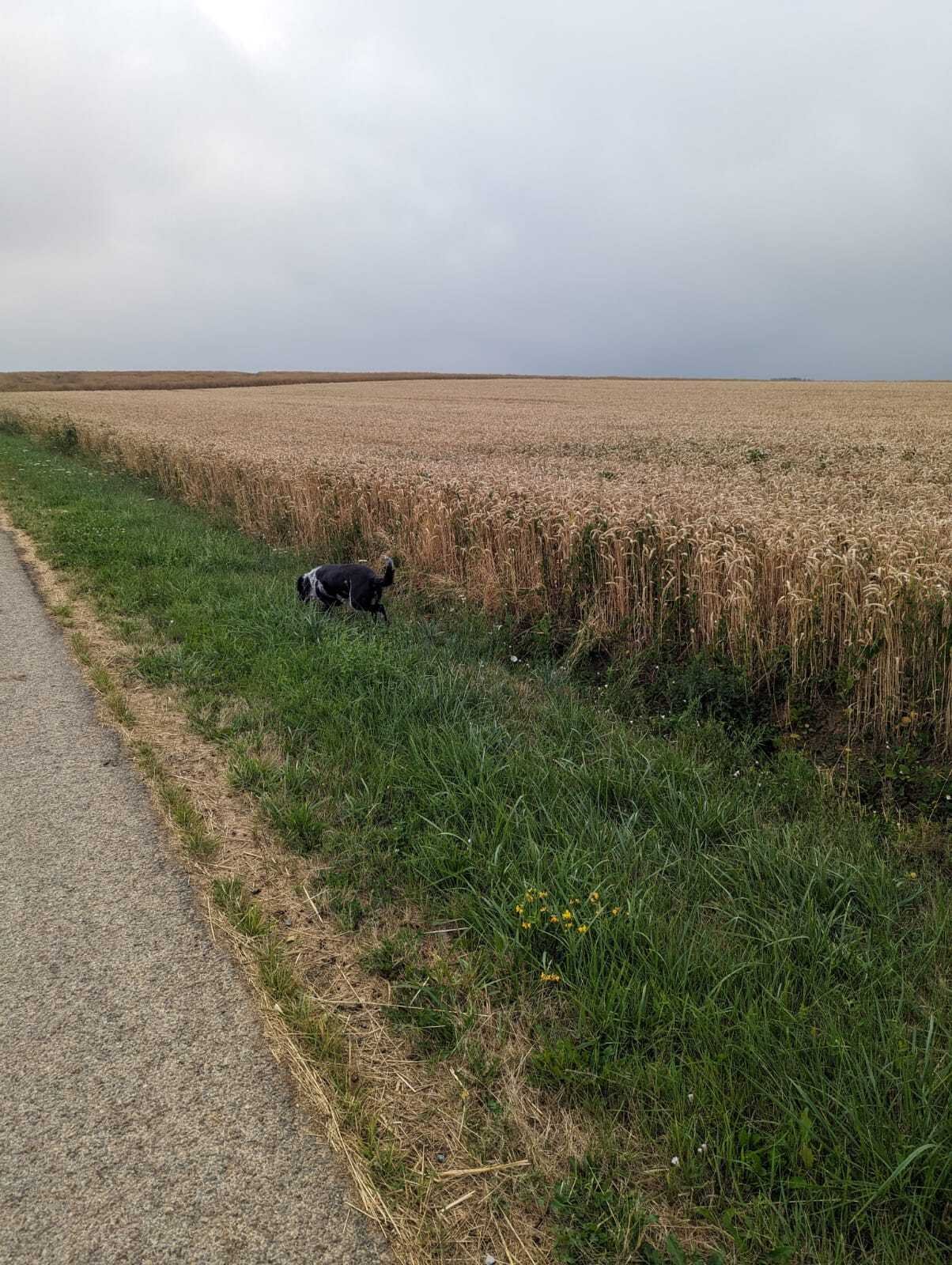 chien noir et blanc devant un champ