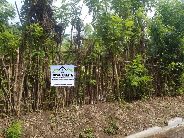 La imagen puede contener: árbol, planta, exterior y naturaleza