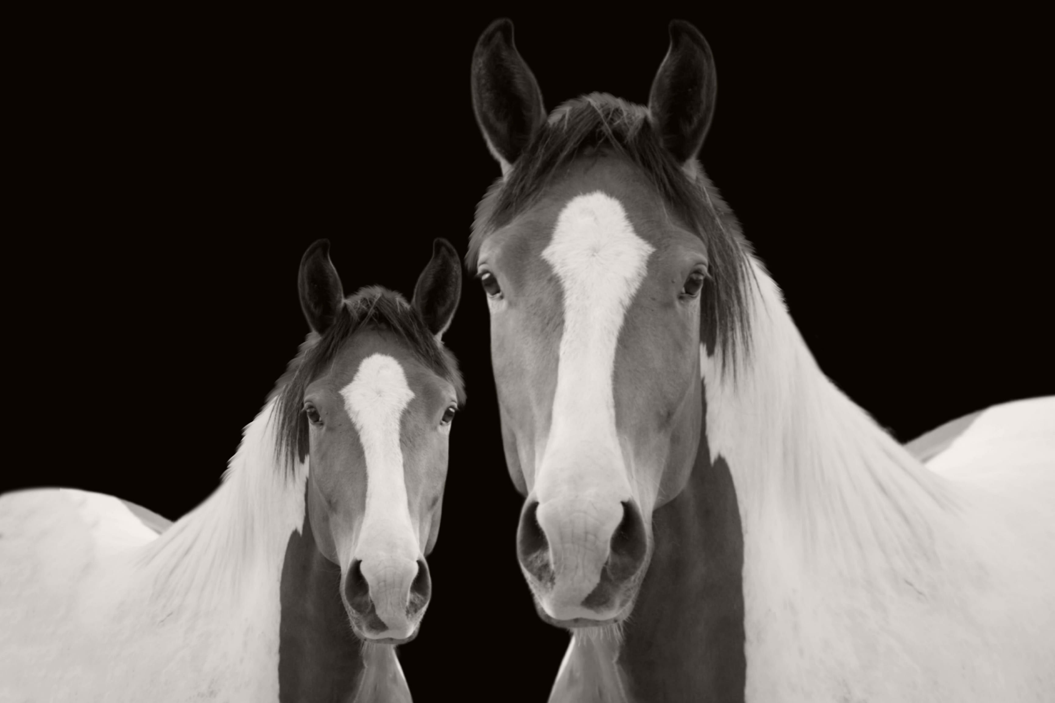 PAINT HORSE