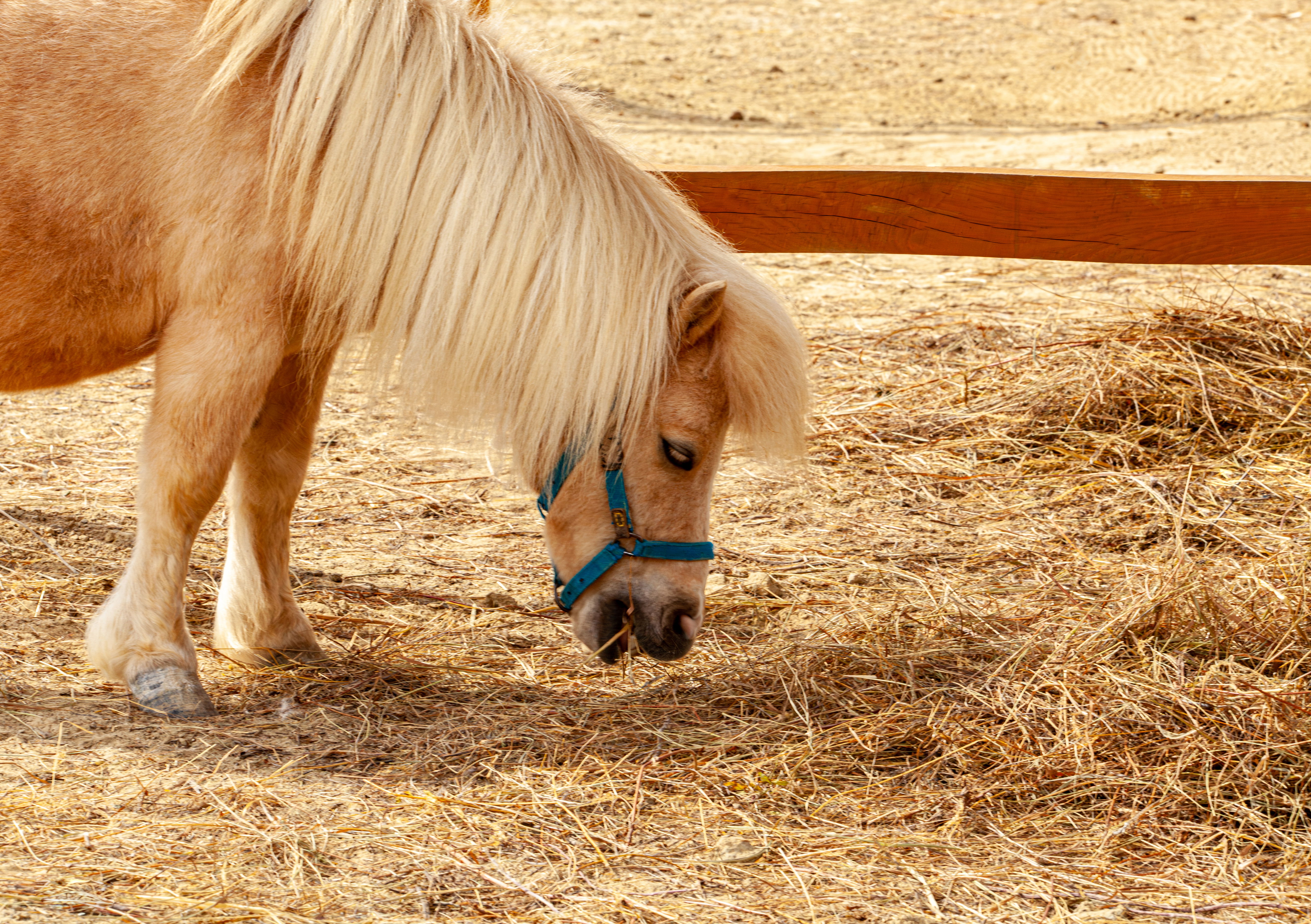 SHETLANDS
