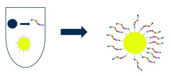 “Ciertos Bacillus han desarrollado una especie de abrigo alrededor de la espora para transportar enzimas y péptidos de manera estable”.