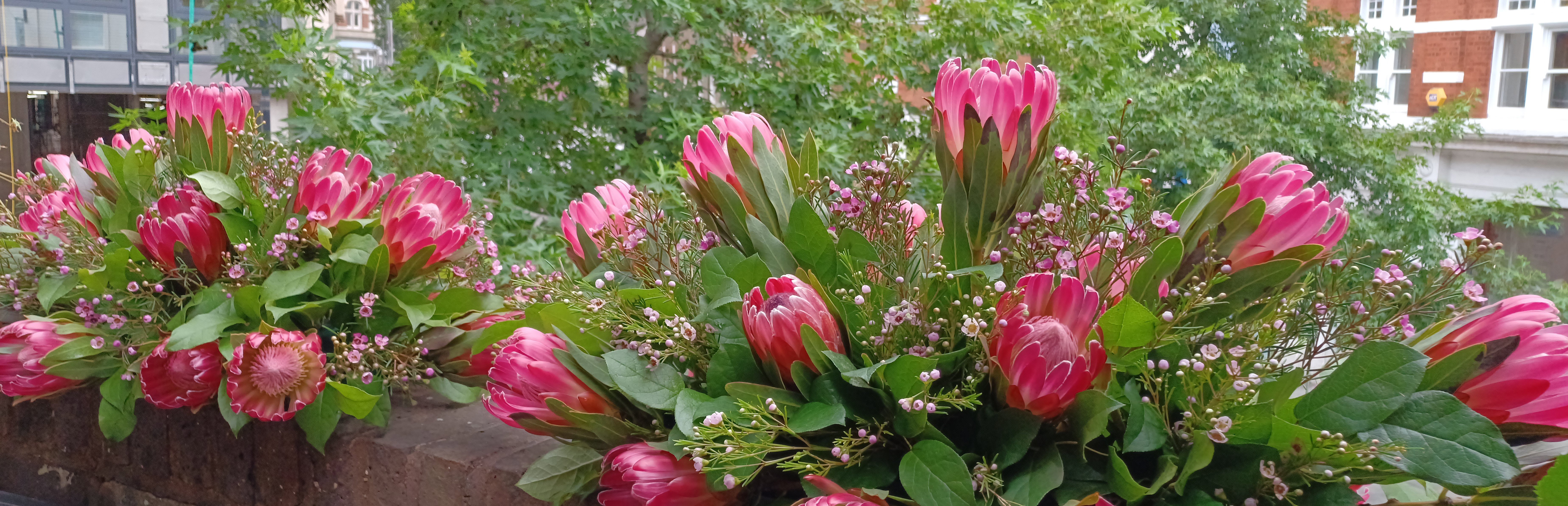 King Protea flower arrangements for South African High Commission 