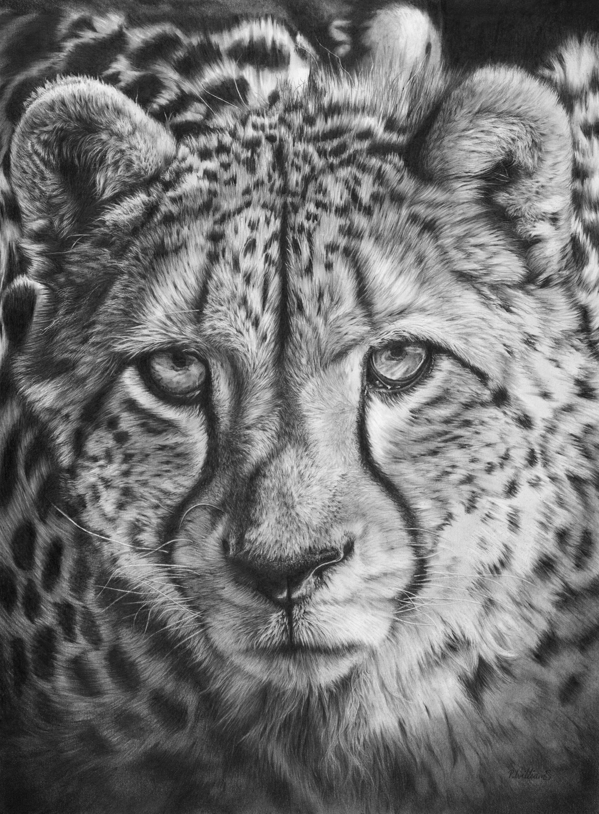 Pencil Sketch of Cheetah - Desi Painters