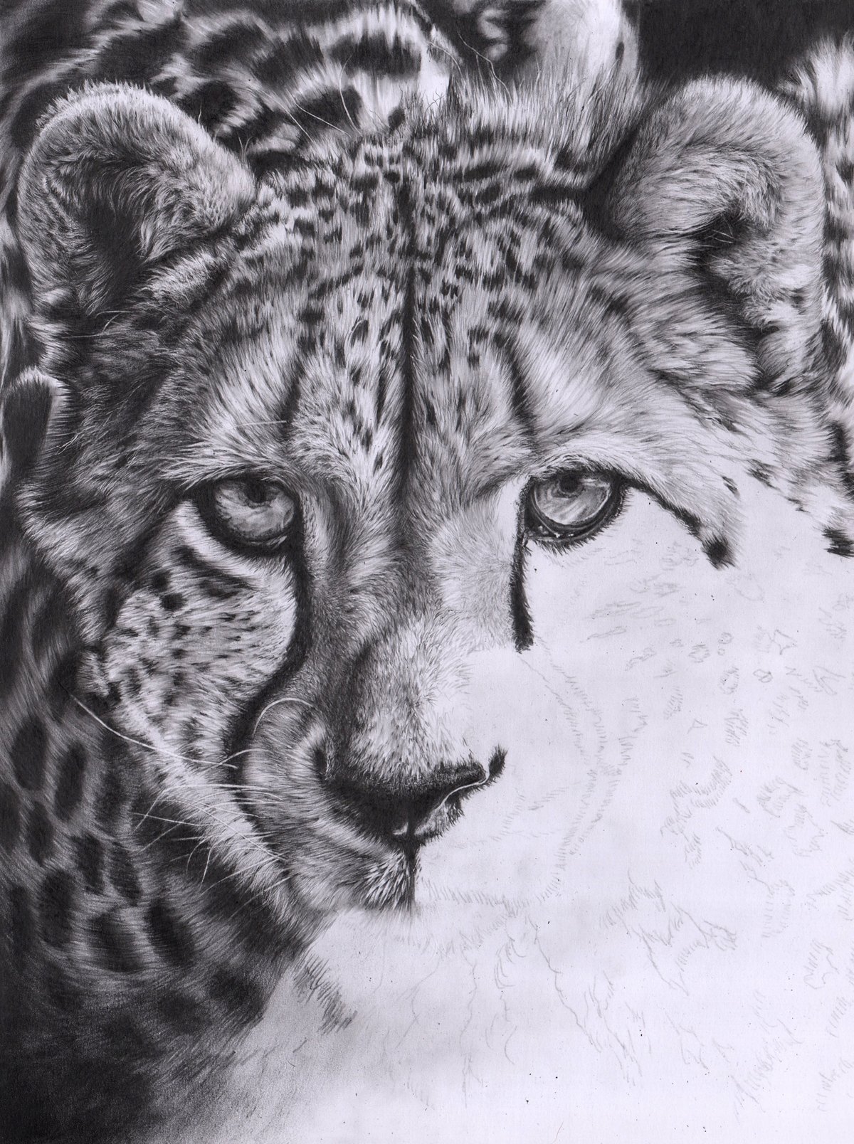 Buy Cheetah Face Original Ink Drawing Online in India - Etsy