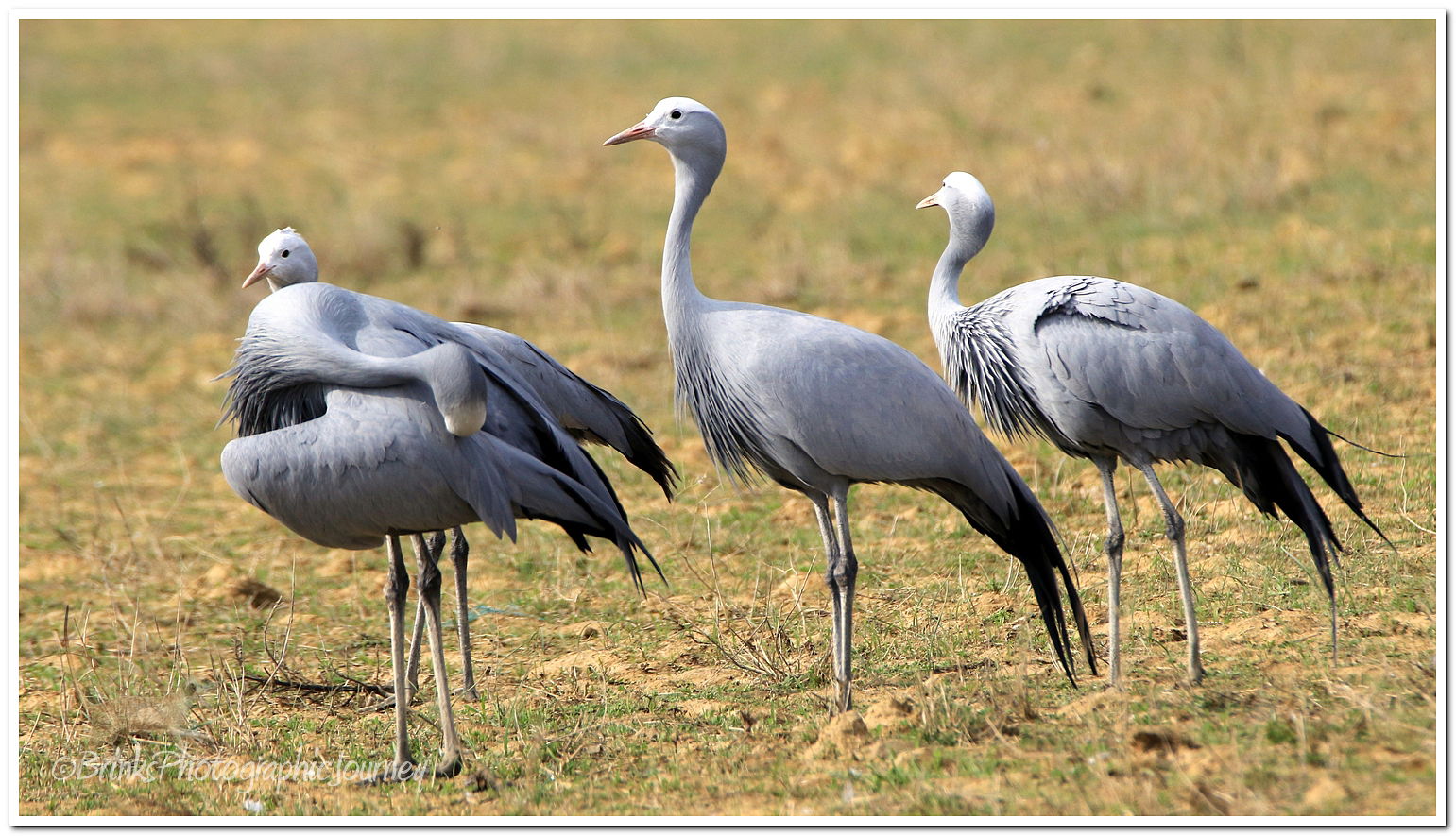 SA's National Bird - Brink's Photographic Journey