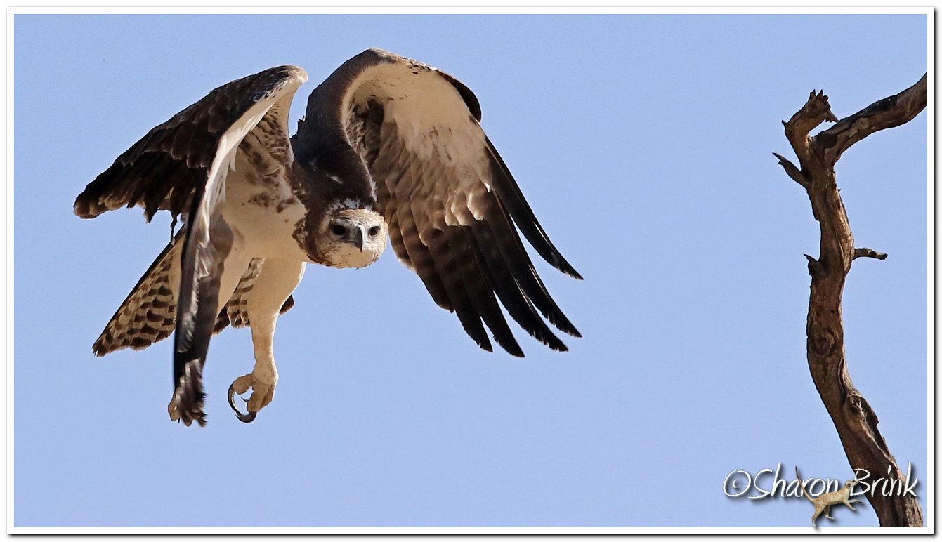 An immature Martial Eagle