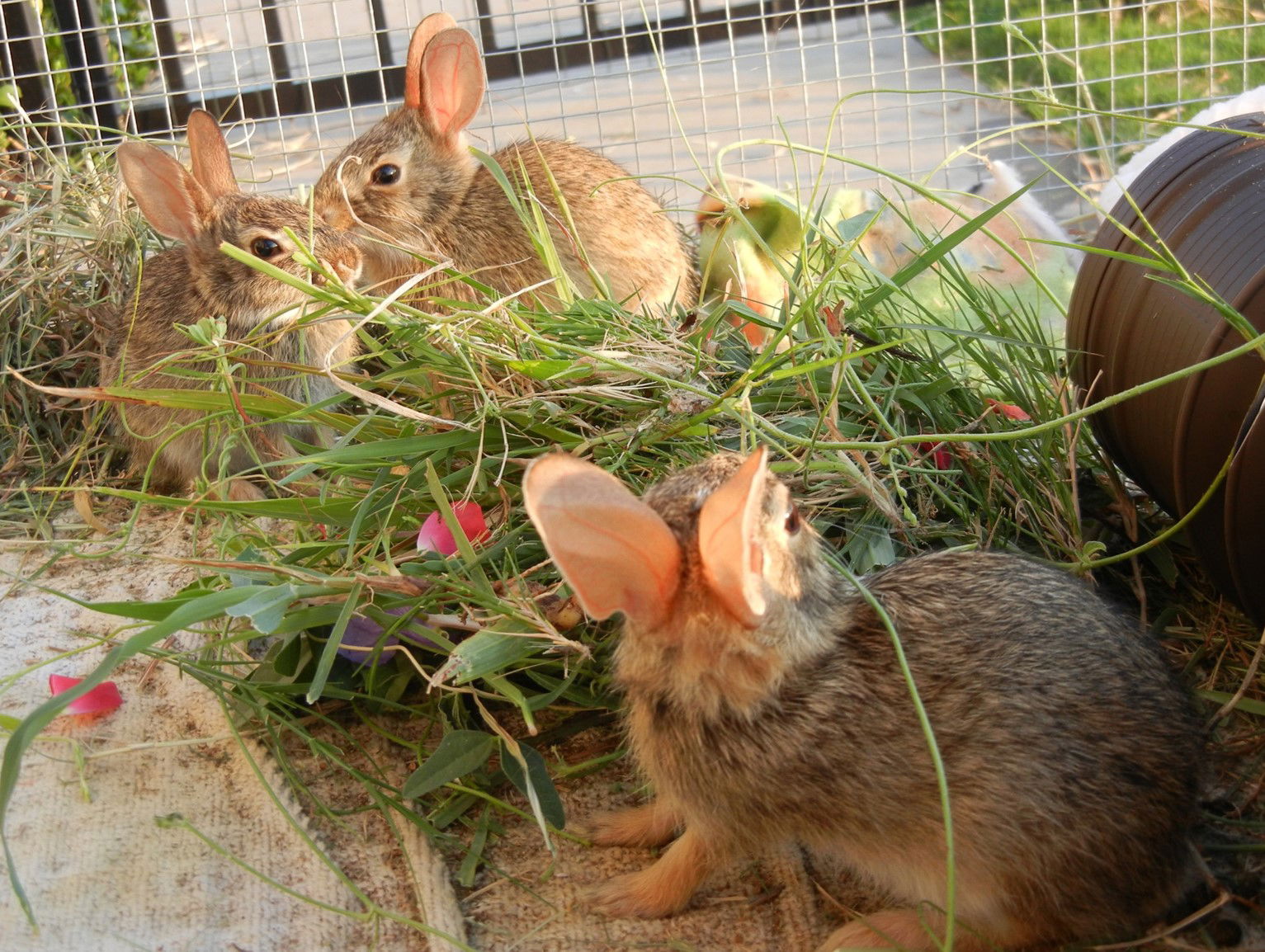 Cottontail Different Kinds Of Rabbits Rabbit Farming Best Type Of