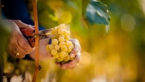 Пассерина дель Фрусинате