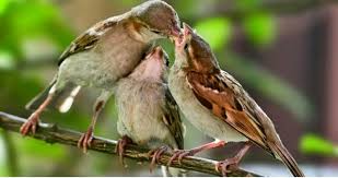 Пассерина дель Фрусинате