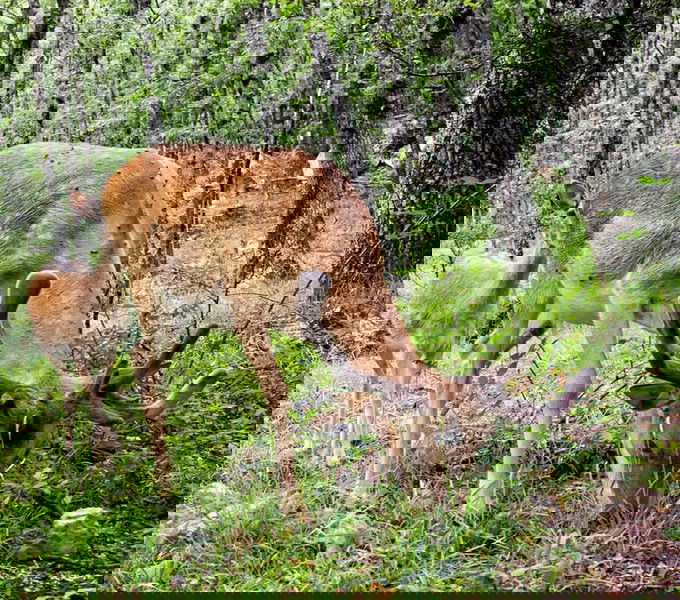 Оазис Эрничи