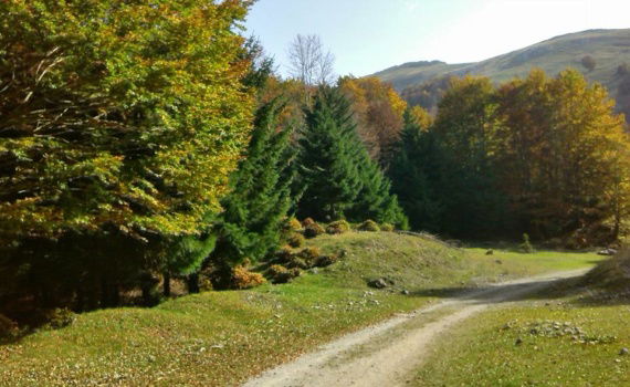 Кампо Стаффи