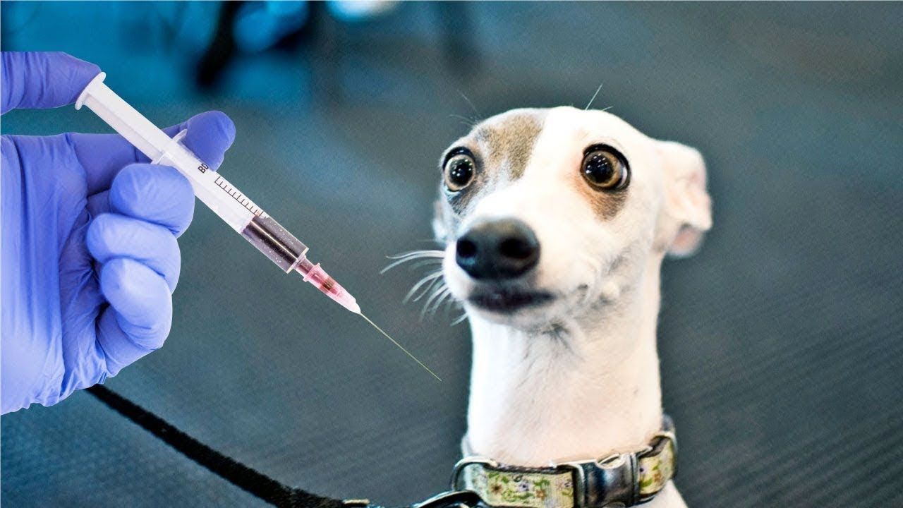 KÖPEKLER VE LYME HASTALIĞI Sundose Veteriner Kliniği Güzelbahçe, İZMİR