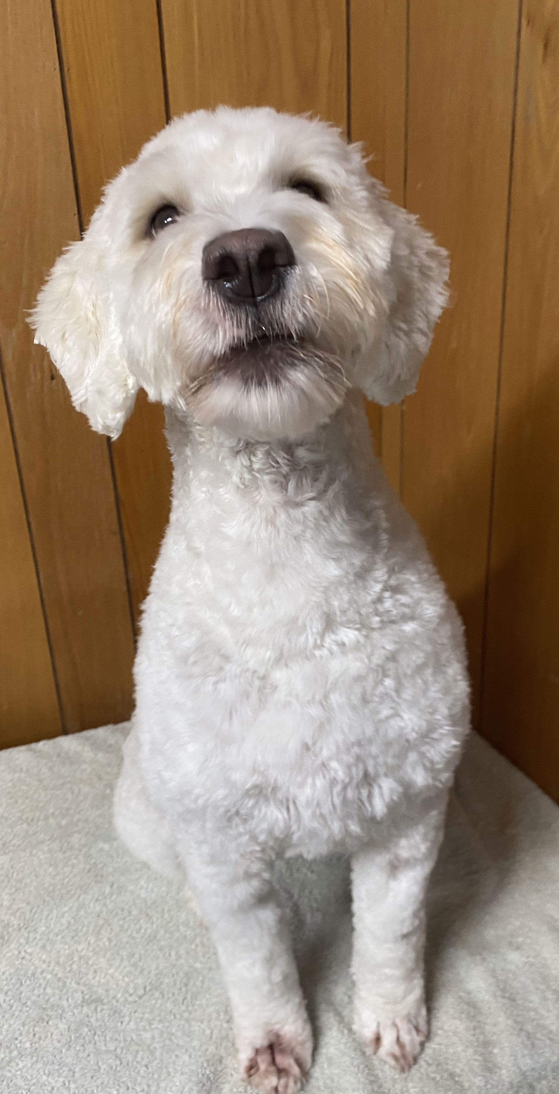 Prices WinSome Wags Dog Grooming