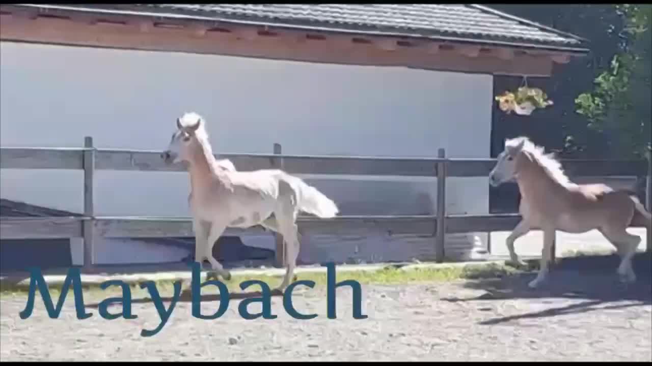 Maybach in Action! thumbnail
