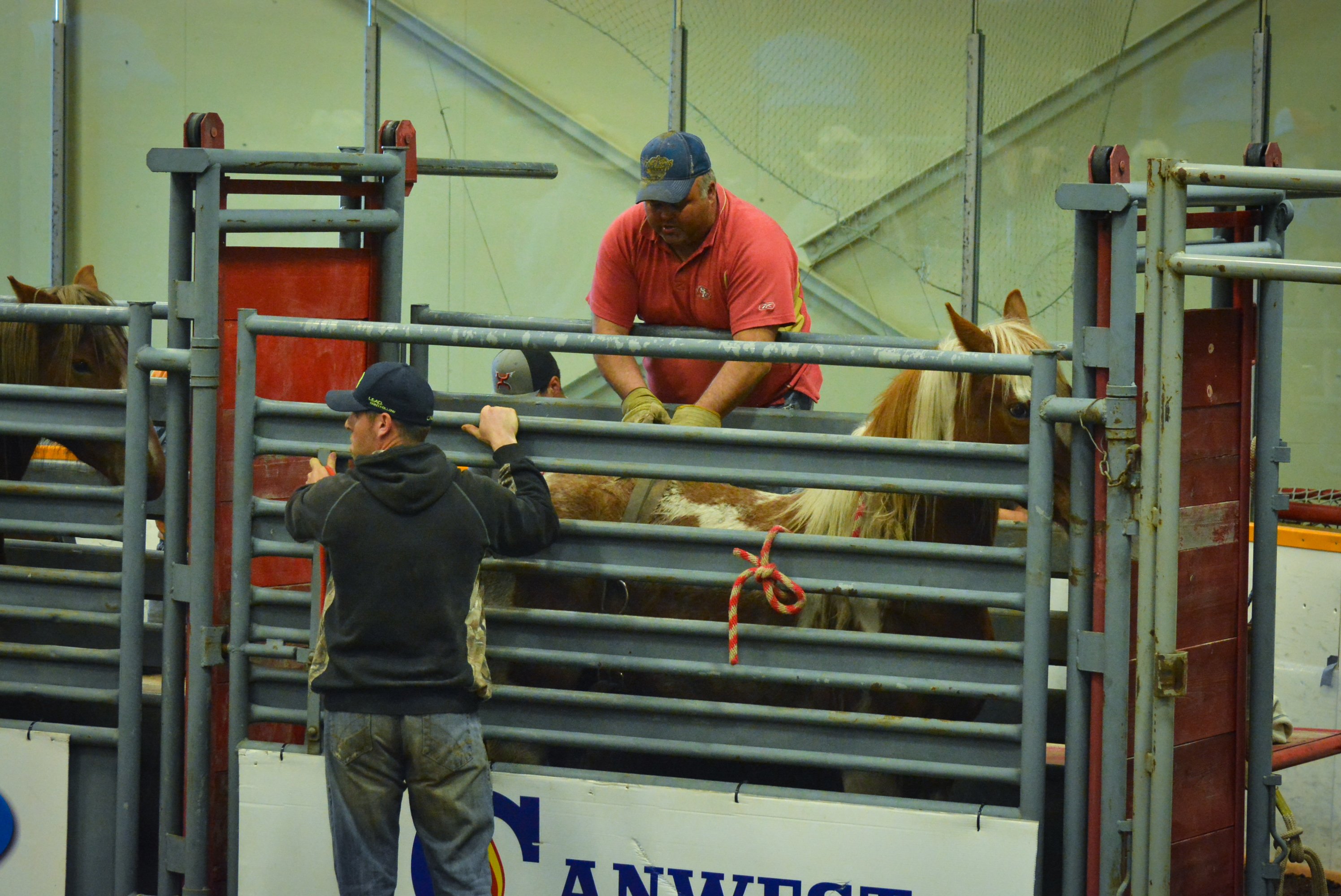 Rodeo stock contractors know that their animals are their livelihood.
