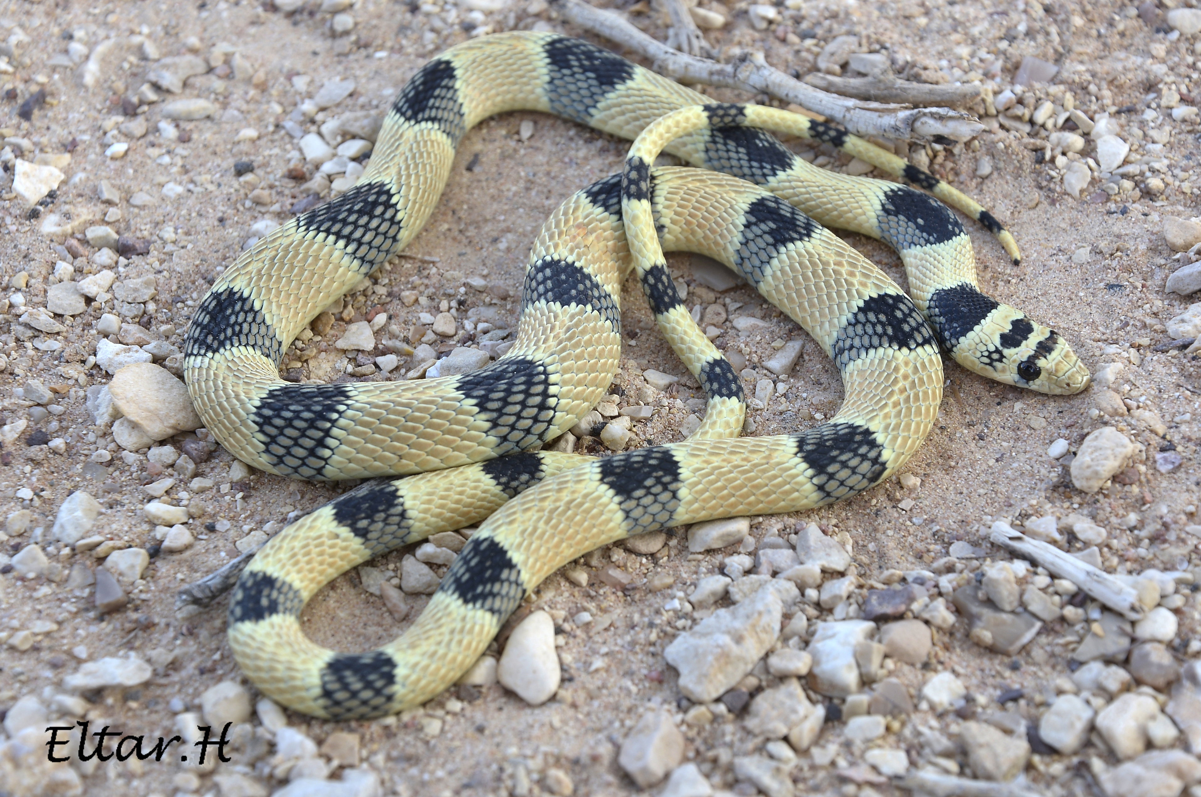 לוכד נחשים בישראל - (Platyceps elegantissimus ) - זעמן יפהפה