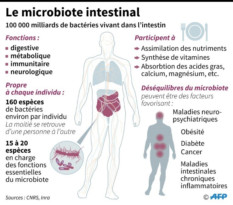 alimentation digestion microbiote
