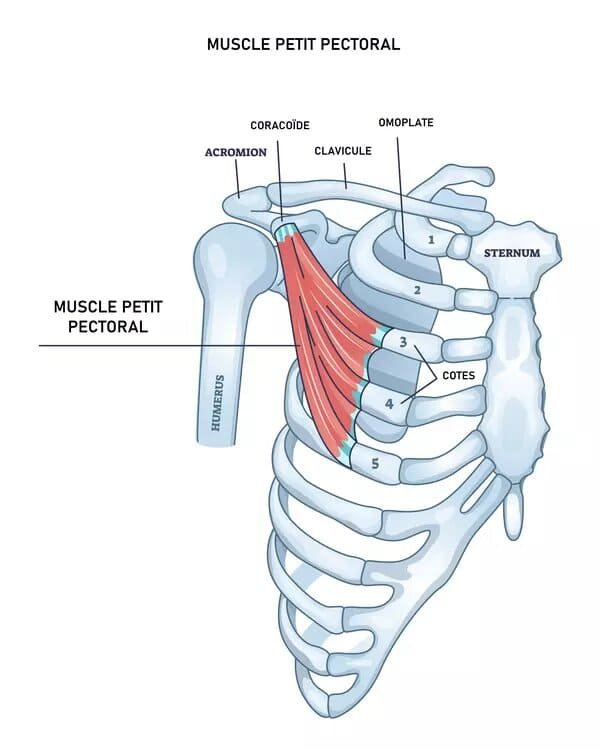 muscle petit pectoral