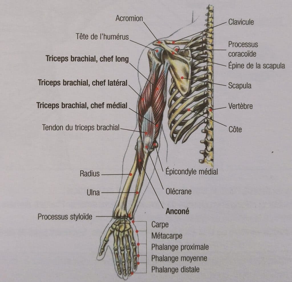 triceps inverso